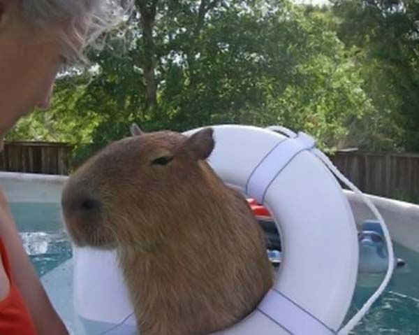 Caplin Rous capybara