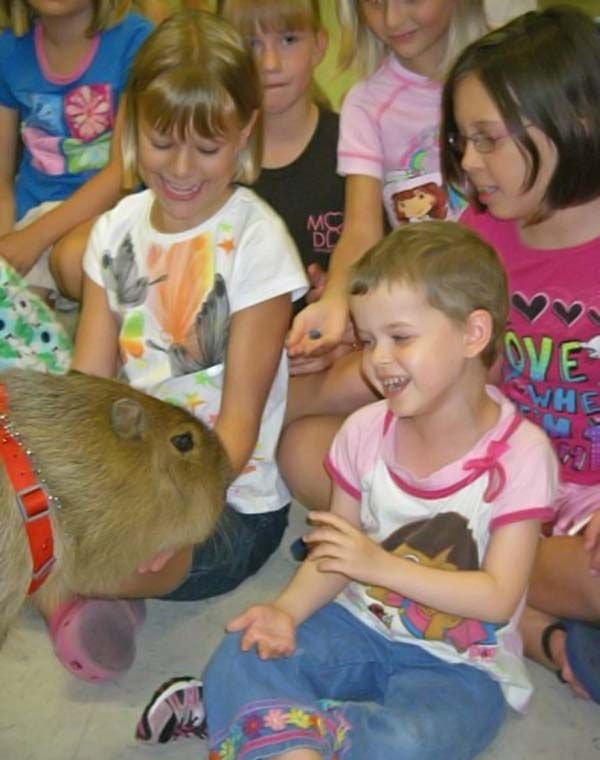 Caplin Rous capybara