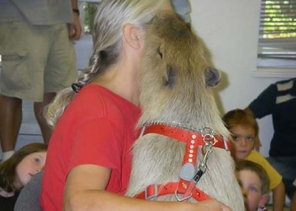 Caplin Rous capybara