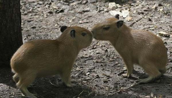 Caplin Rous capybara