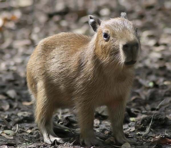 Caplin Rous capybara