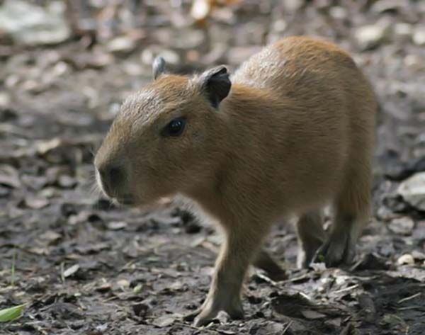 Caplin Rous capybara