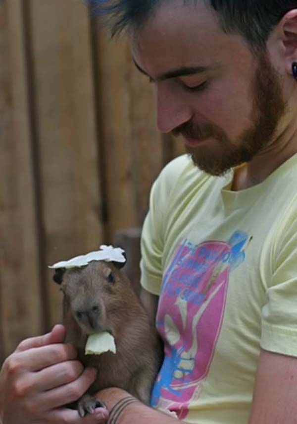 Caplin Rous capybara