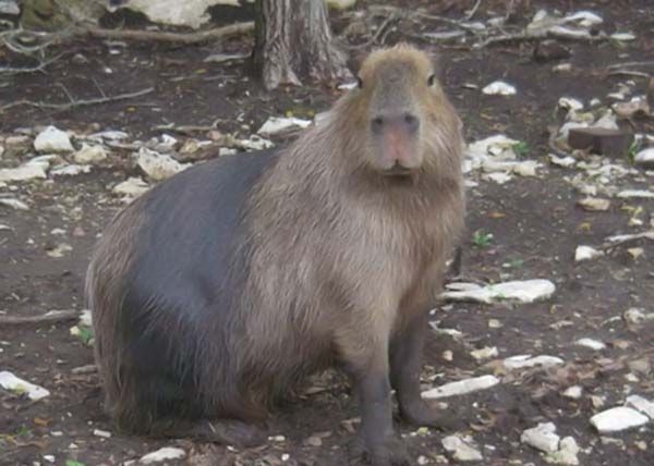 Caplin Rous capybara