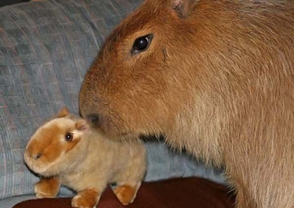 Caplin Rous capybara