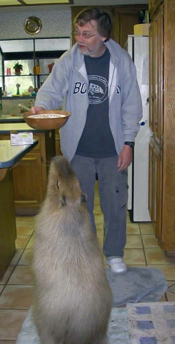 Caplin Rous capybara