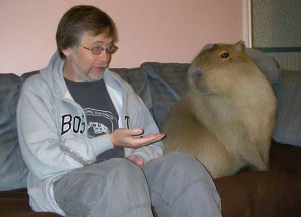 Caplin Rous capybara