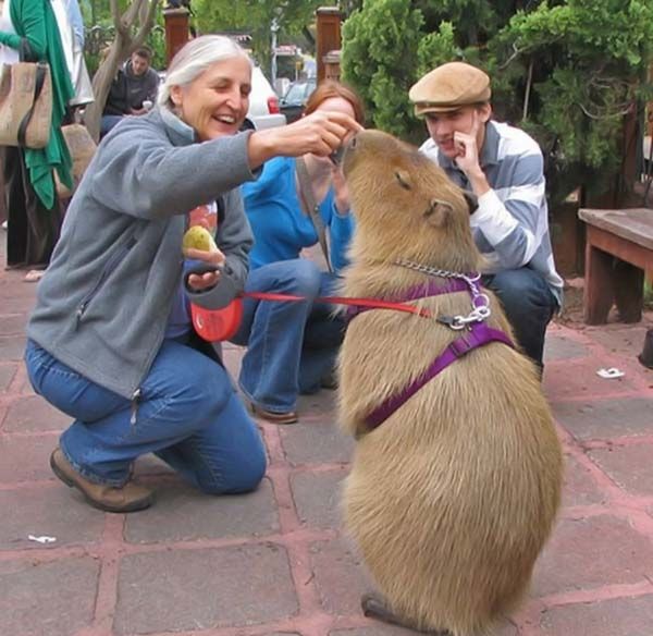 Caplin Rous capybara