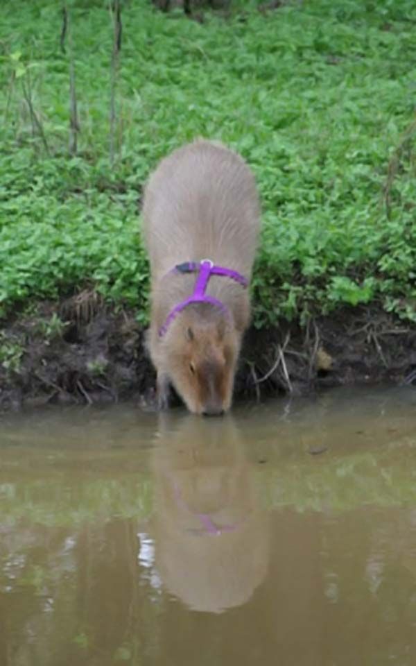 Caplin Rous capybara