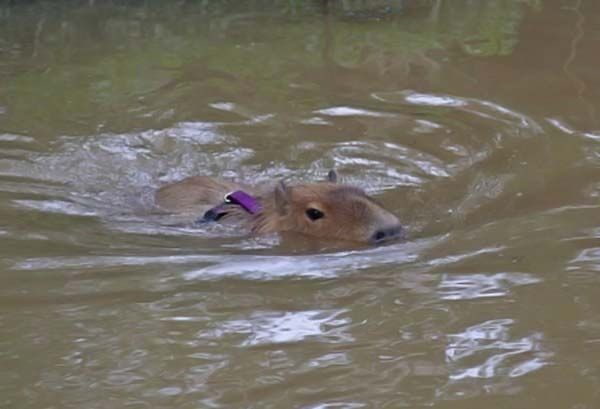 Caplin Rous capybara