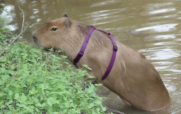 Caplin Rous capybara