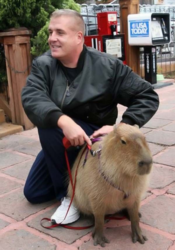 Caplin Rous capybara