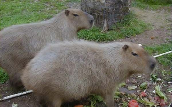 Caplin Rous capybara