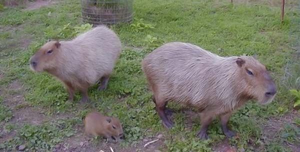 Caplin Rous capybara