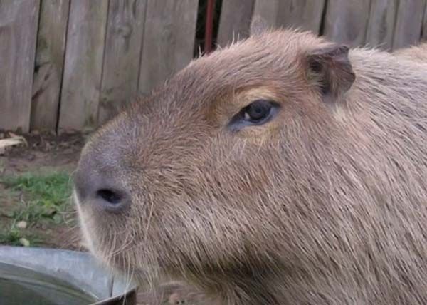 Caplin Rous capybara