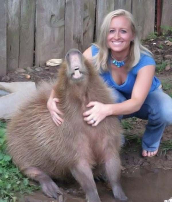 Caplin Rous capybara