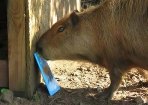 Caplin Rous capybara