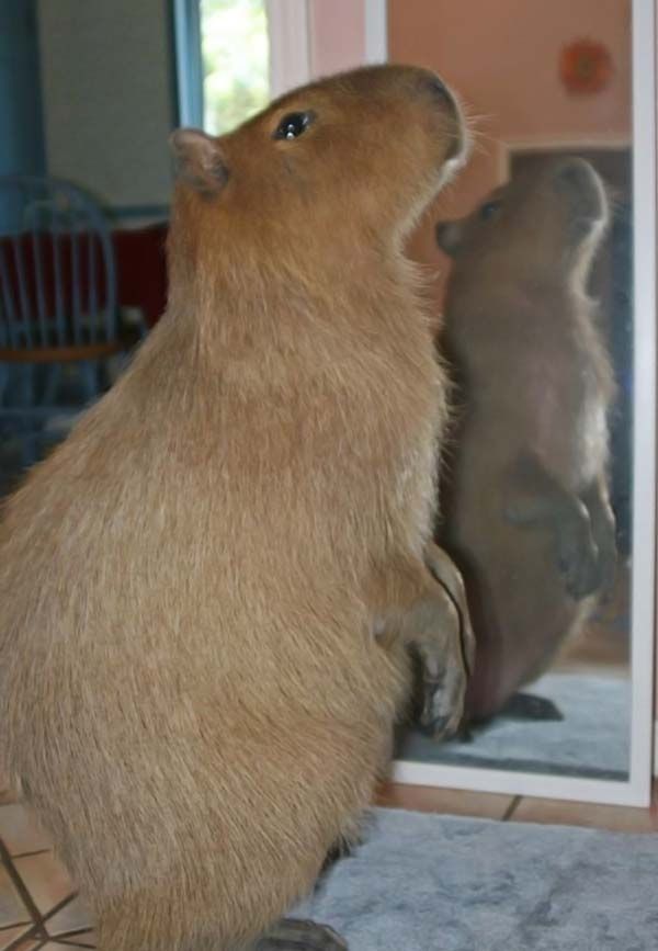 Caplin Rous capybara