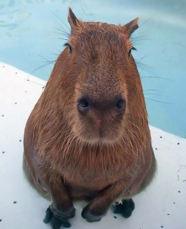 Caplin Rous capybara