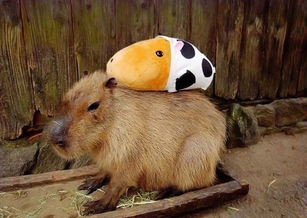 Caplin Rous capybara