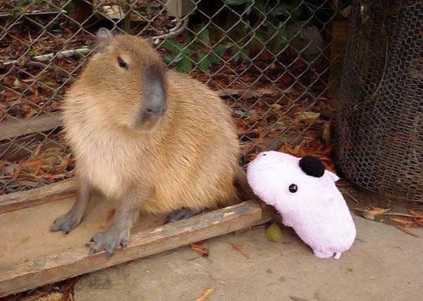 Caplin Rous capybara