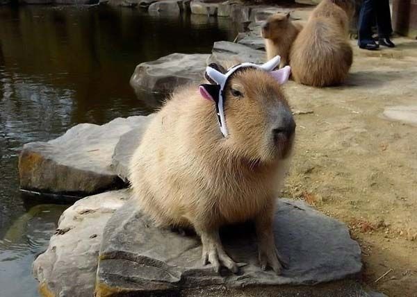 Caplin Rous capybara