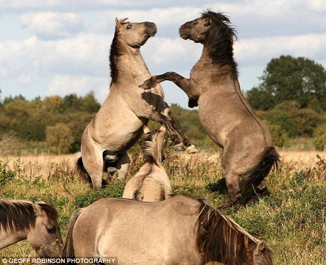 horses fight