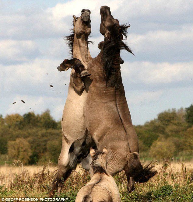 horses fight