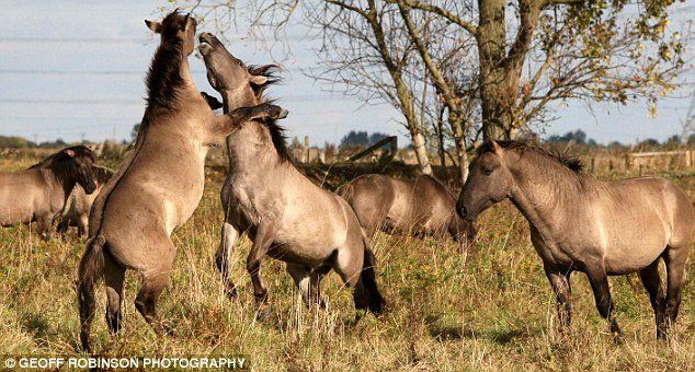 horses fight