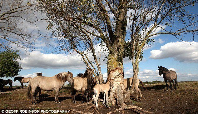 horses fight