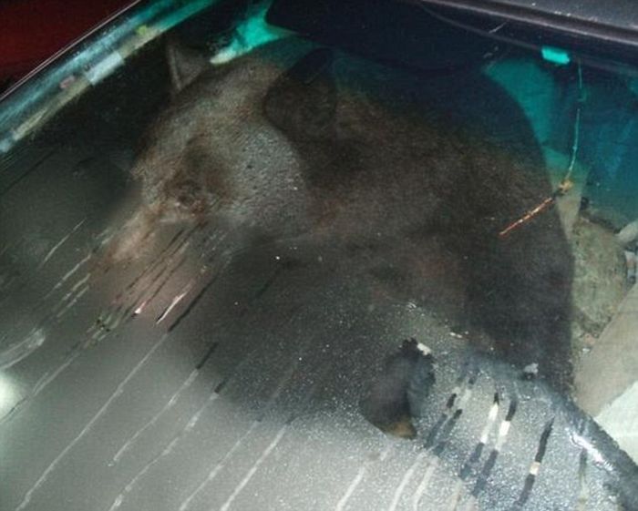 Bear closed himself in the car