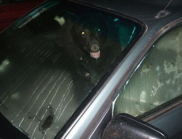 Bear closed himself in the car