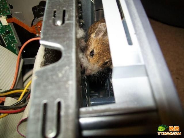 computer mouse