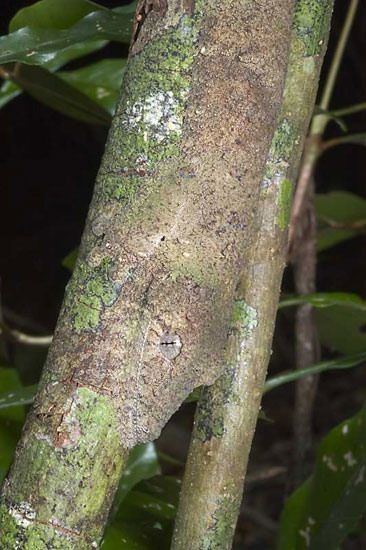 Tree lizard