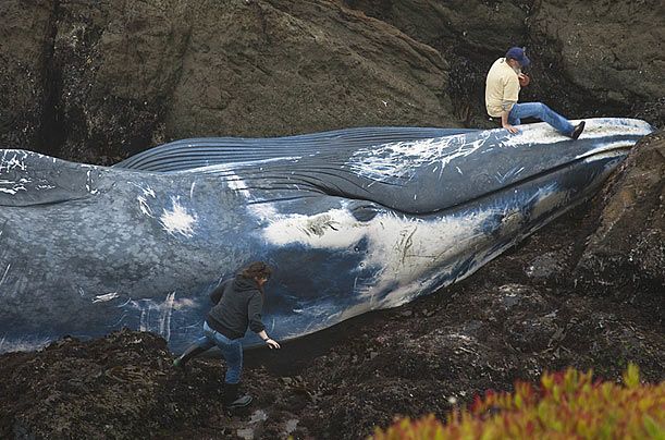 blue whale died on the shore
