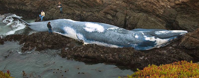 blue whale died on the shore