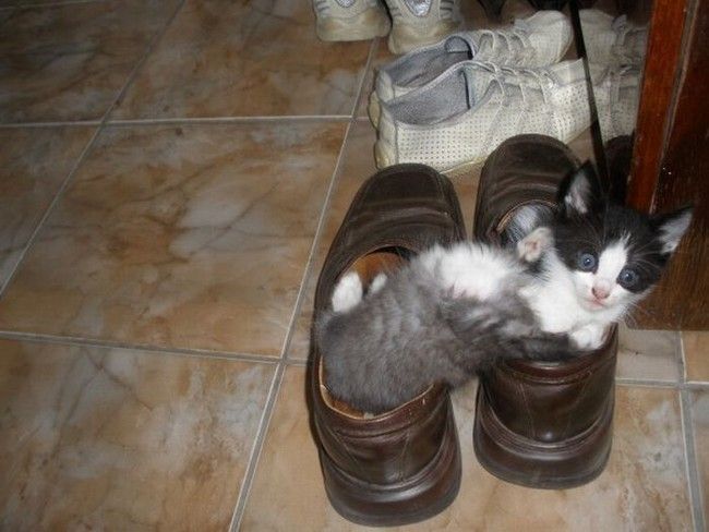 shoes kittens