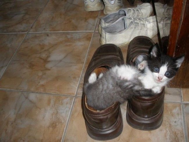 shoes kittens