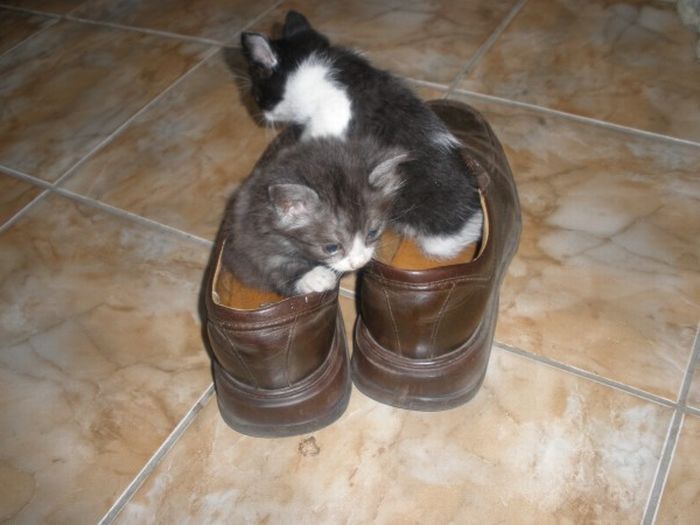 shoes kittens