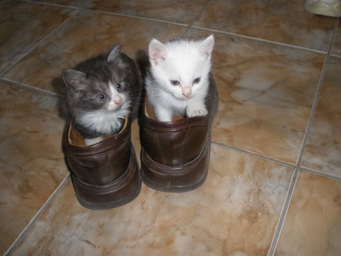 shoes kittens