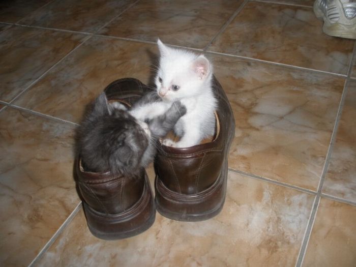 shoes kittens