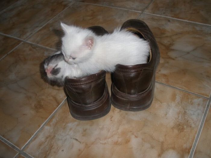 shoes kittens