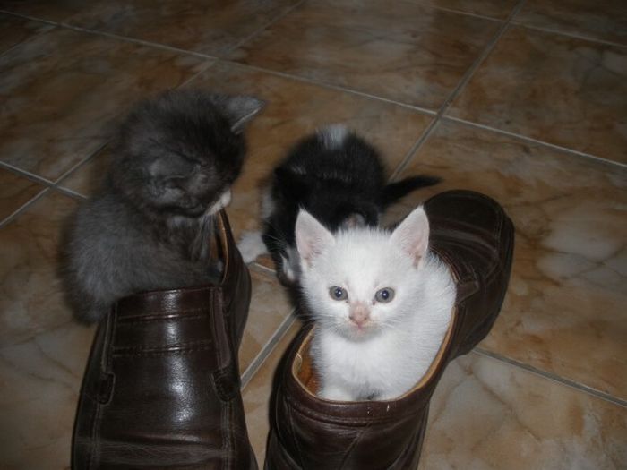 shoes kittens