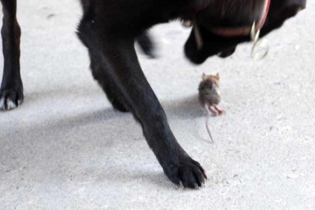 dog & mouse