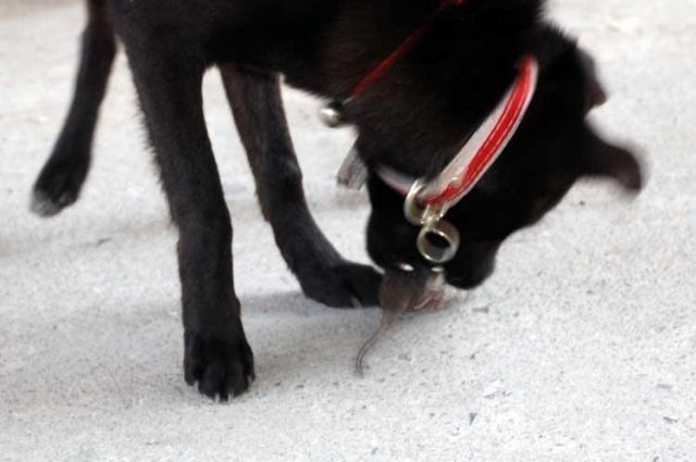 dog & mouse