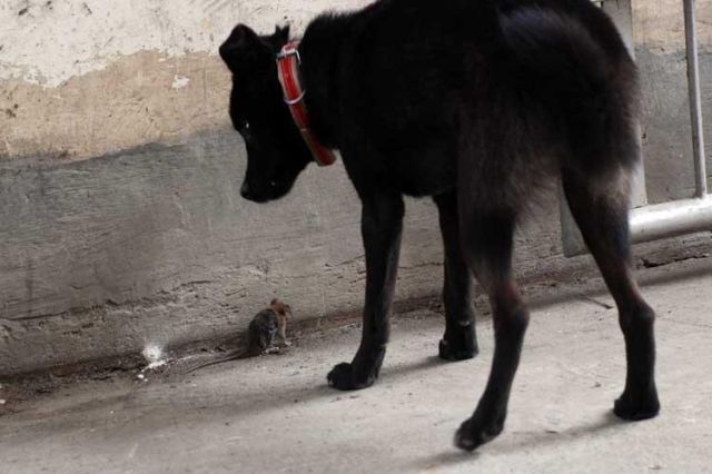 dog & mouse