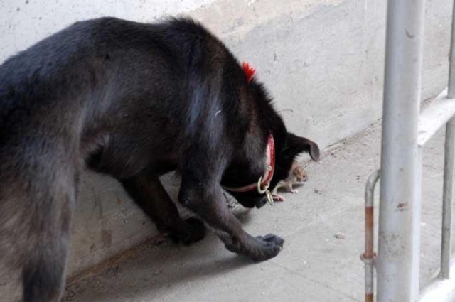 dog & mouse