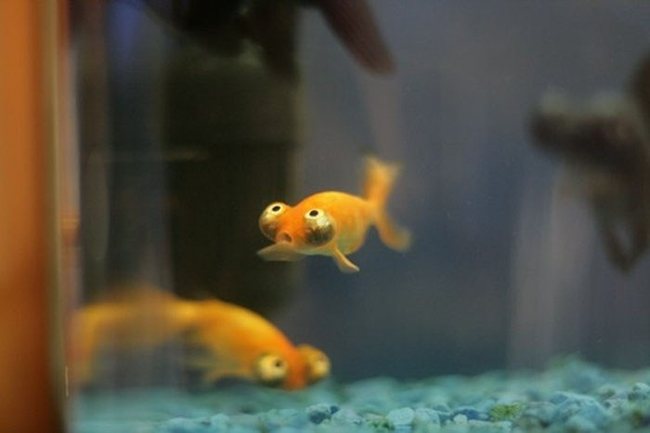 The most funny fish in the world