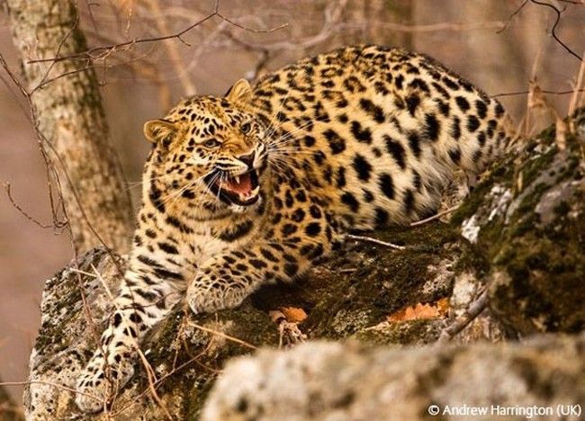 Wildlife Photographer winners 2009