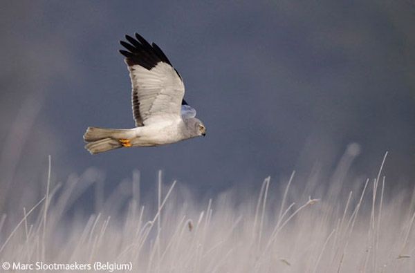 Wildlife Photographer winners 2009